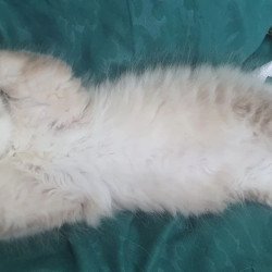 Siberian REZ Favorit