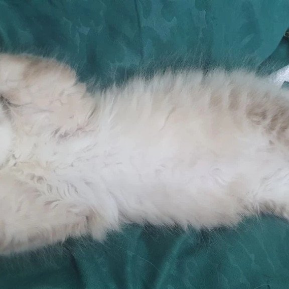 Siberian REZ Favorit