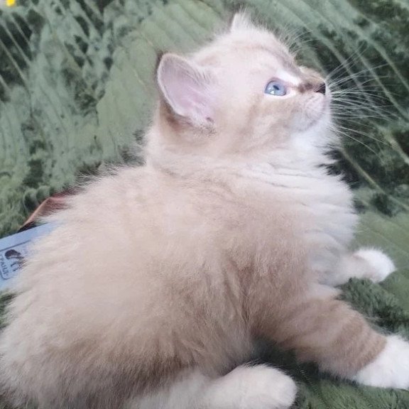 Siberian REZ Favorit