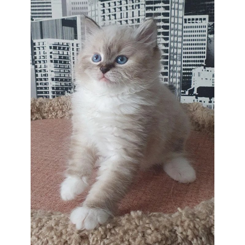 Siberian REZ Favorit