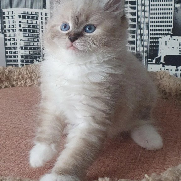 Siberian REZ Favorit
