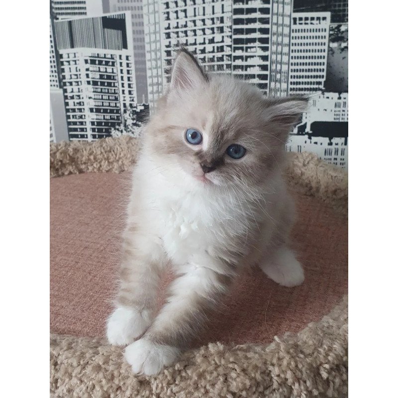 Siberian REZ Favorit