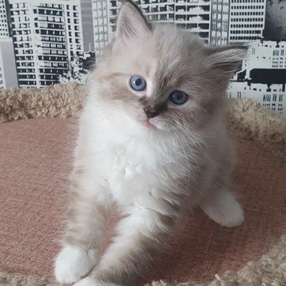 Siberian REZ Favorit