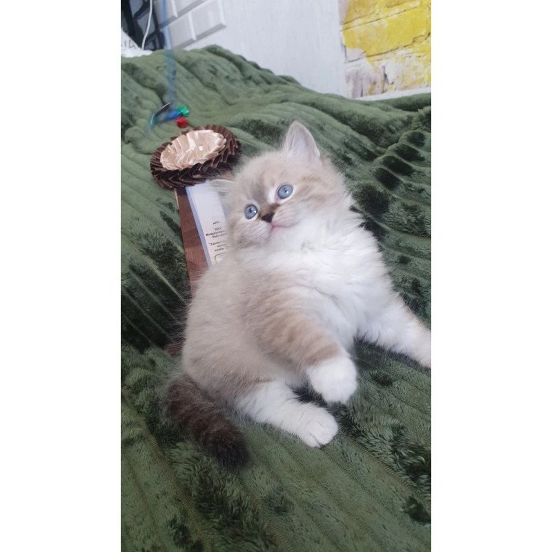 Siberian REZ Favorit