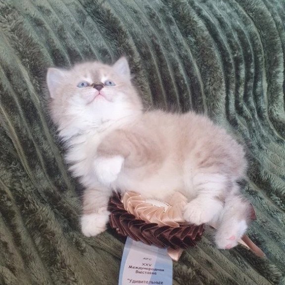 Siberian REZ Favorit