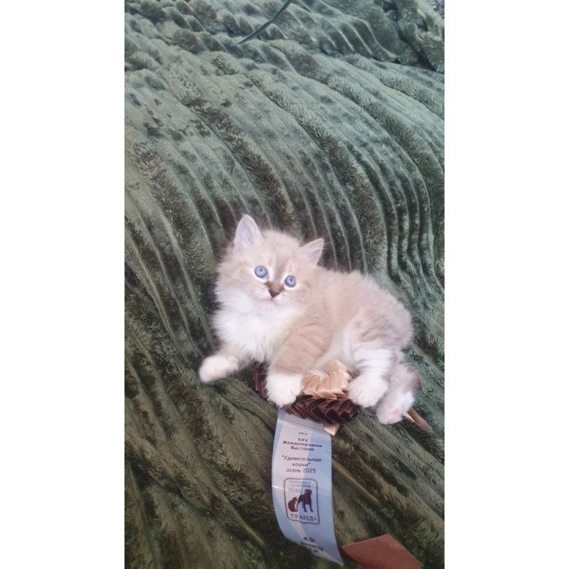 Siberian REZ Favorit
