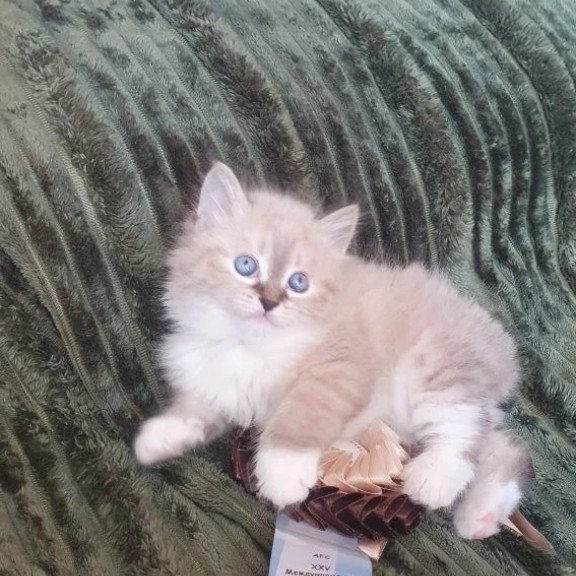 Siberian REZ Favorit