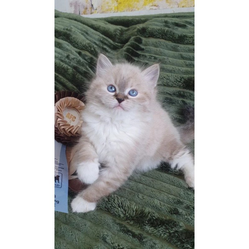 Siberian REZ Favorit