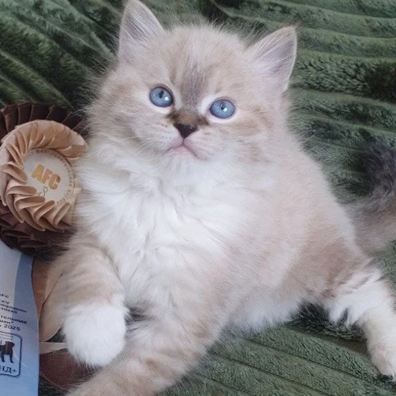 Siberian REZ Favorit