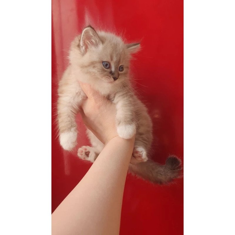 Siberian REZ Favorit