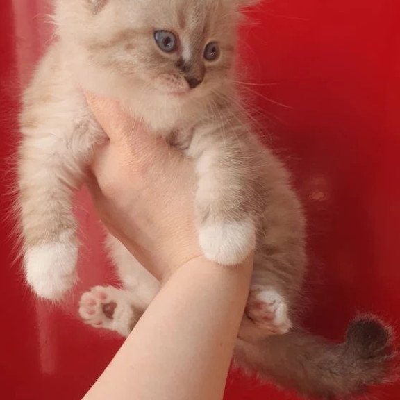 Siberian REZ Favorit