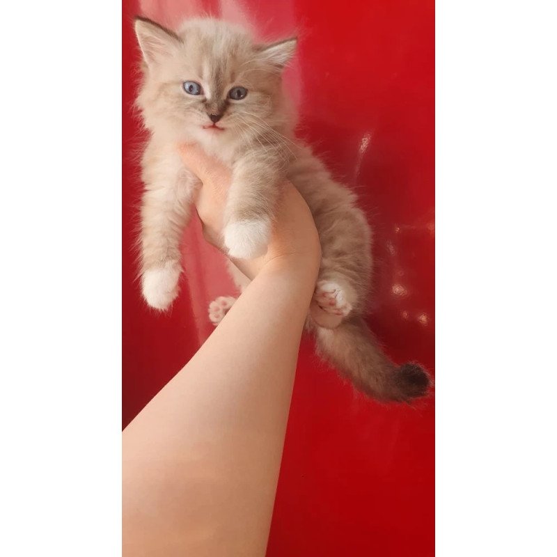 Siberian REZ Favorit