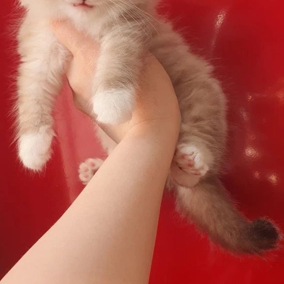 Siberian REZ Favorit