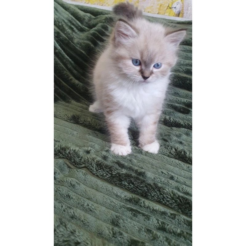 Siberian REZ Favorit