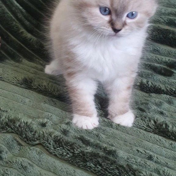 Siberian REZ Favorit