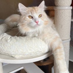 Siberian REZ Goodwin