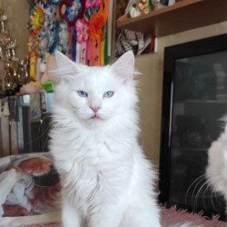 Siberian REZ Yamaika