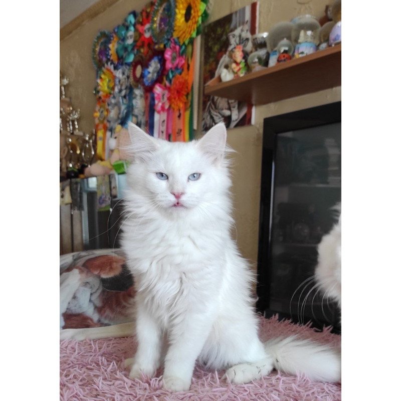 Siberian REZ Yamaika