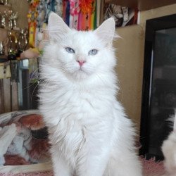 Siberian REZ Yamaika