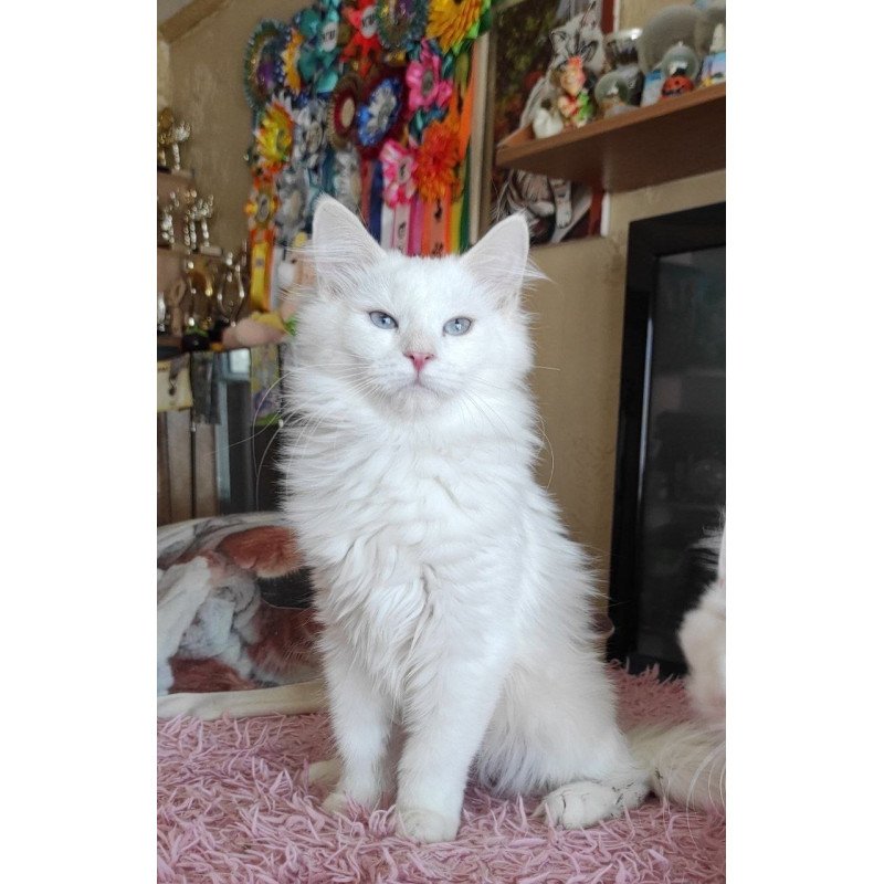 Siberian REZ Yamaika