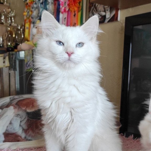 Siberian REZ Yamaika