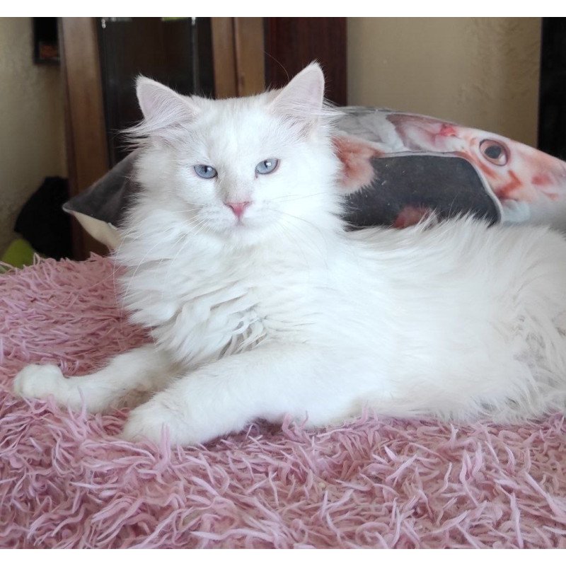 Siberian REZ Yamaika