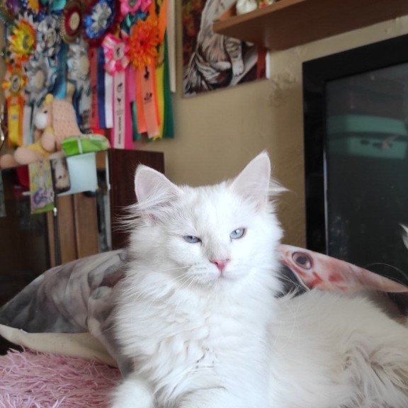Siberian REZ Yamaika