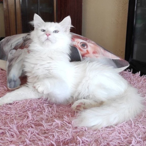 Siberian REZ Yamaika