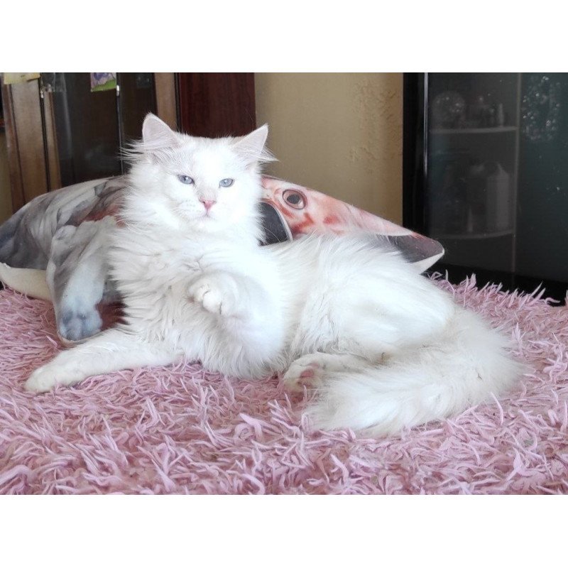 Siberian REZ Yamaika