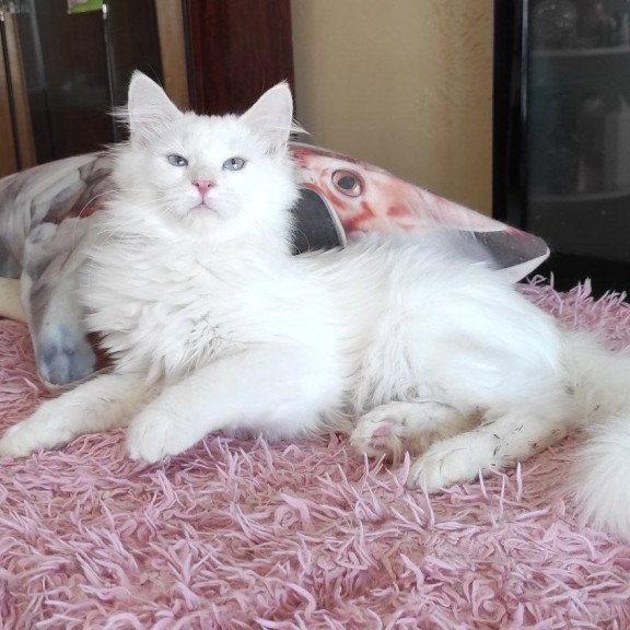 Siberian REZ Yamaika