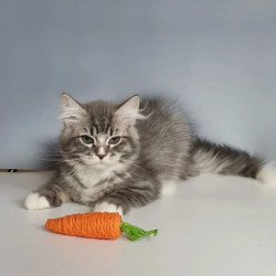 Siberian REZ Charm