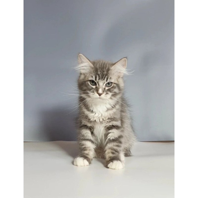Siberian REZ Charm