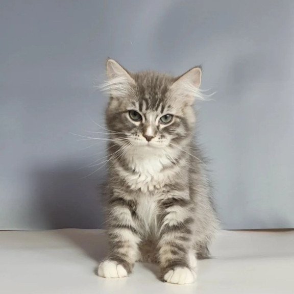 Siberian REZ Charm