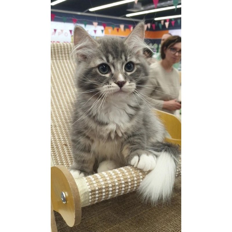Siberian REZ Charm