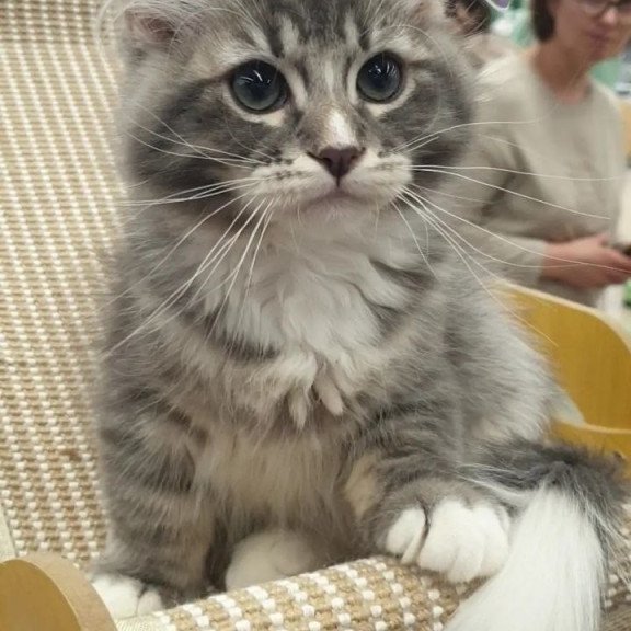 Siberian REZ Charm