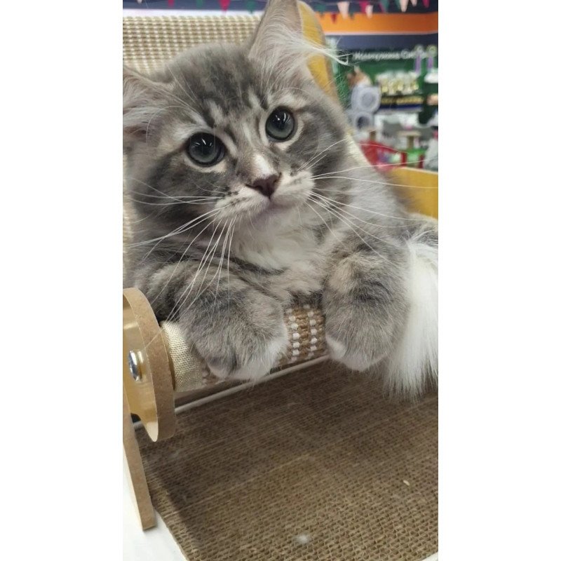 Siberian REZ Charm