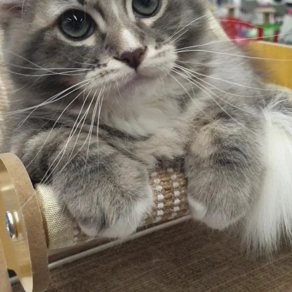 Siberian REZ Charm