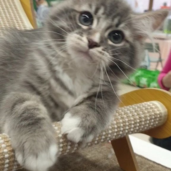 Siberian REZ Charm
