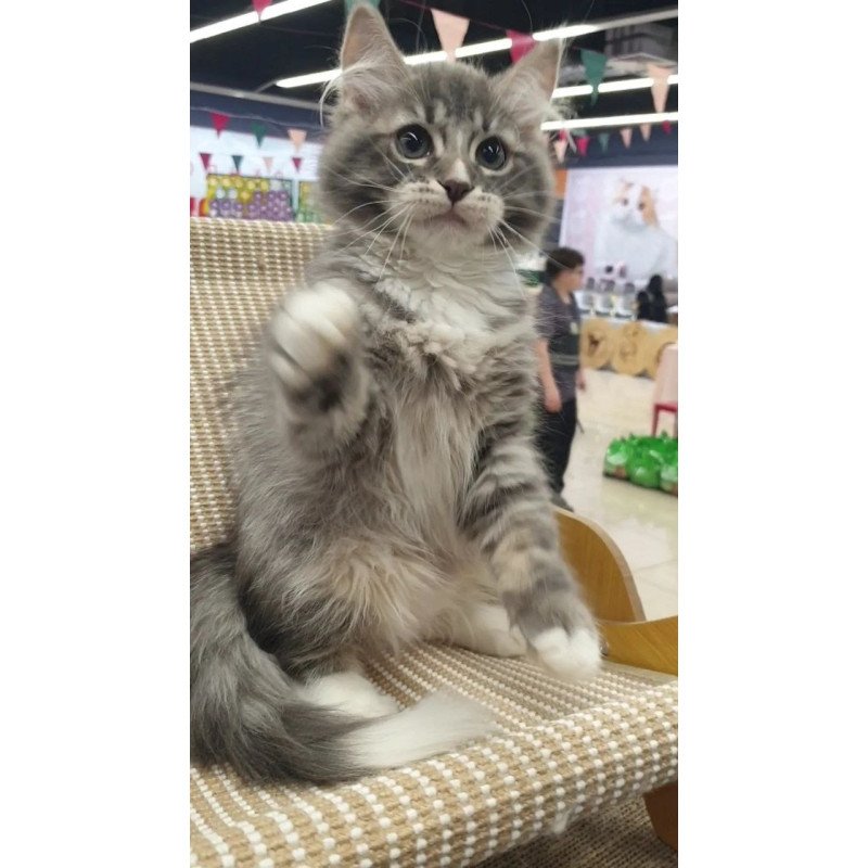Siberian REZ Charm