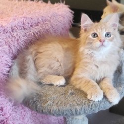 Siberian REZ Bacardi