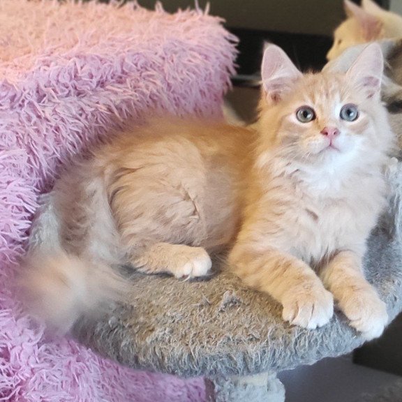 Siberian REZ Bacardi