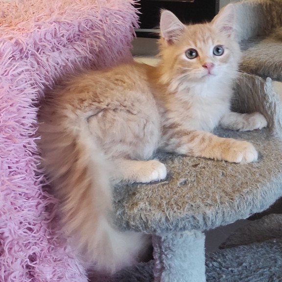 Siberian REZ Bacardi