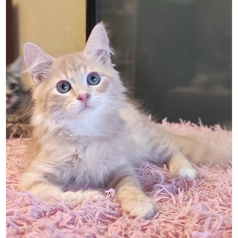 Siberian REZ Bacardi