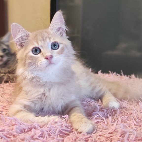 Siberian REZ Bacardi