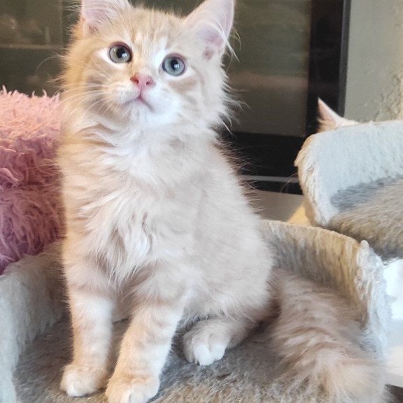 Siberian REZ Bacardi