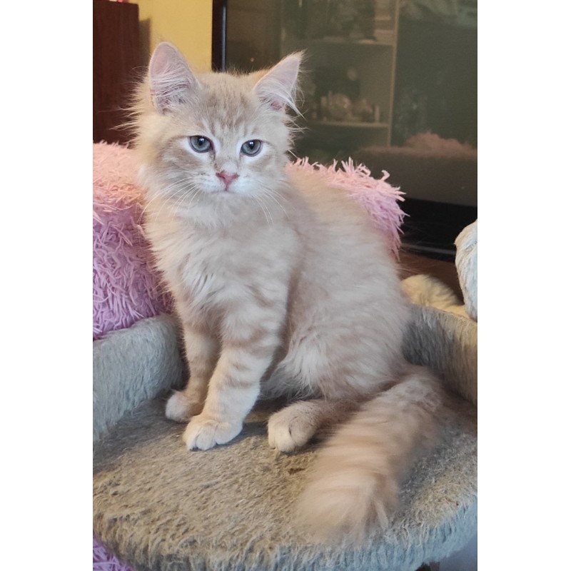 Siberian REZ Bacardi