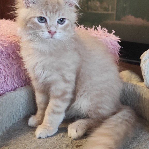 Siberian REZ Bacardi