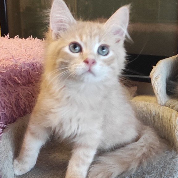 Siberian REZ Bacardi