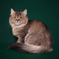 Siberian REZ Velinda