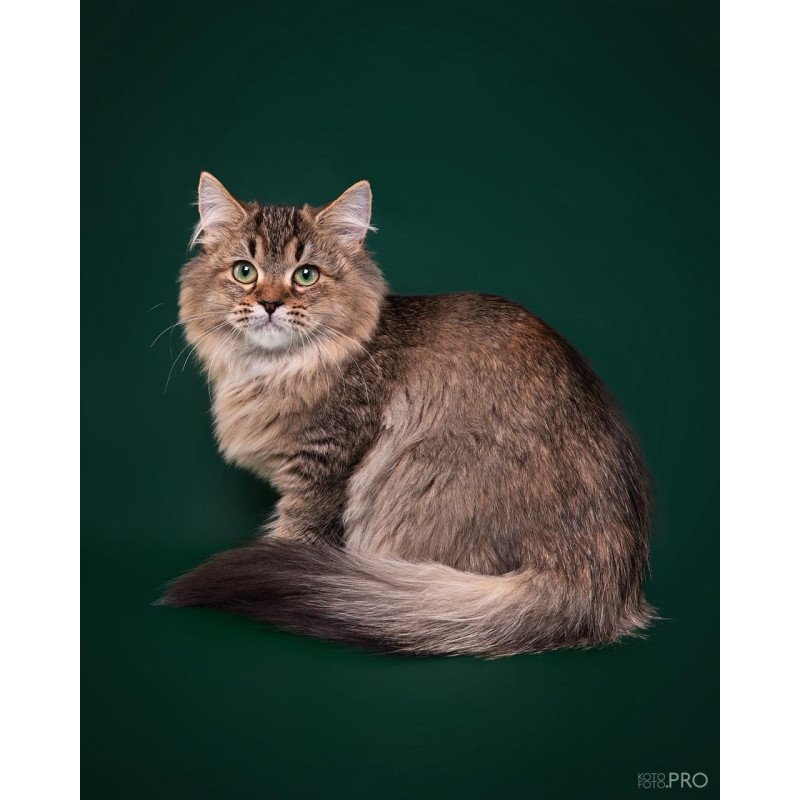 Siberian REZ Velinda